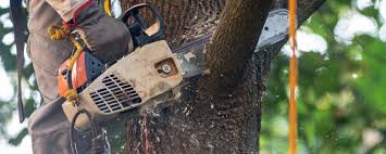 Best Tree Removal Service  in Strum, WI