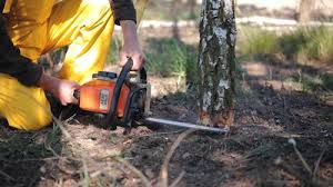 Best Tree Mulching Services  in Strum, WI