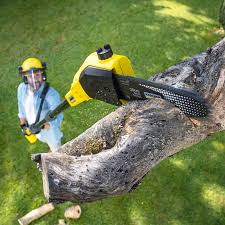 Best Tree Health Inspection  in Strum, WI