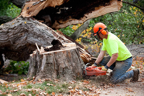 Best Tree Cabling and Bracing  in Strum, WI