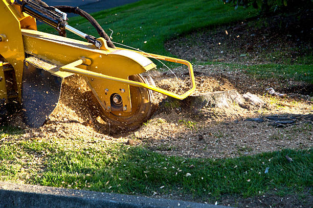 Best Tree Trimming and Pruning  in Strum, WI